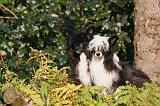 CHIEN NU CHINOIS 265